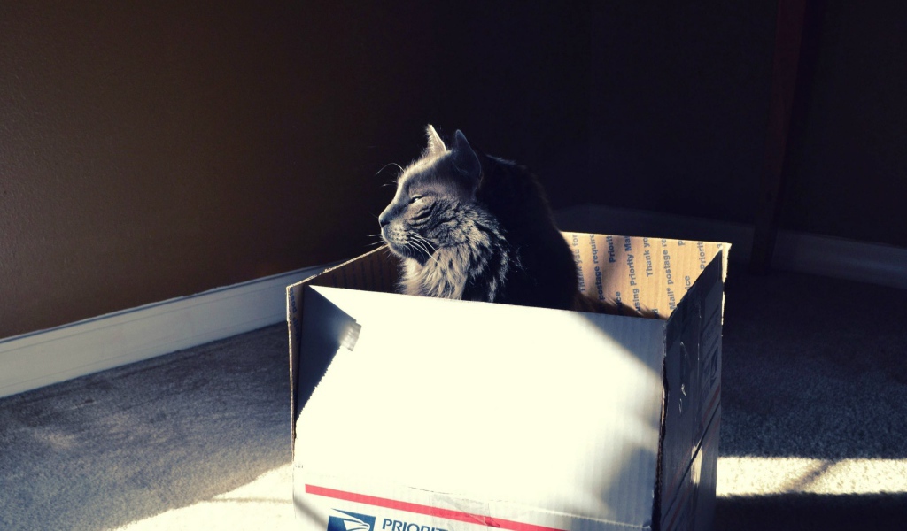 Черный кот в картонной коробке