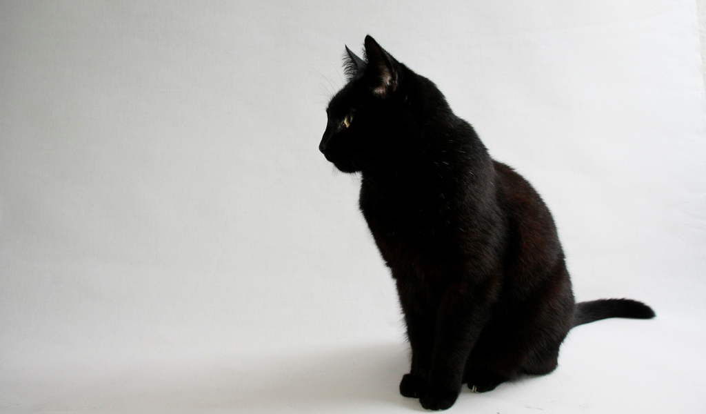 Черный кот на сером фоне