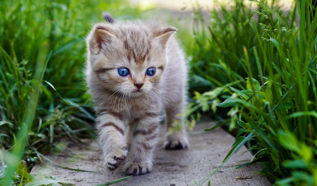 Голубоглазый котенок идет среди травы