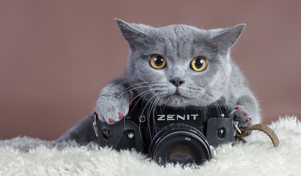Британский кот и фотоаппарат Зенит