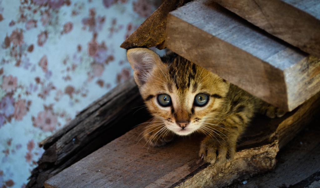Коричневый котенок под досками