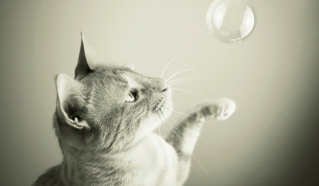 Кот ловит мыльный пузырь