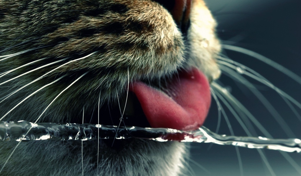 Кот ловит языком струю воды