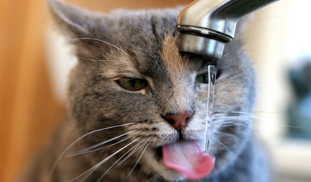 Кот пьет воду из-под крана