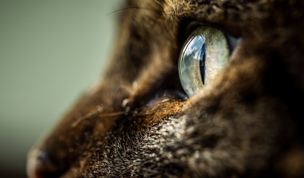 Глаз кота крупным планом