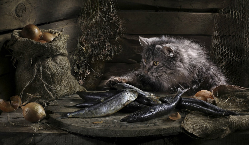 Кот нашел сокровище