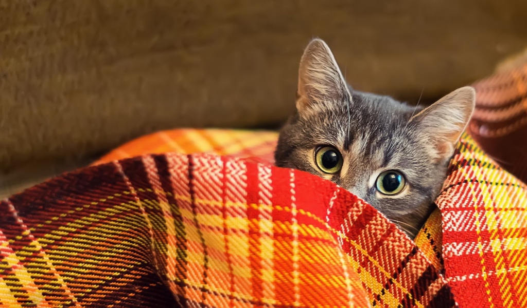 Кот прячется в пледе