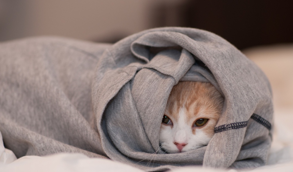 Кот спрятался в кофте