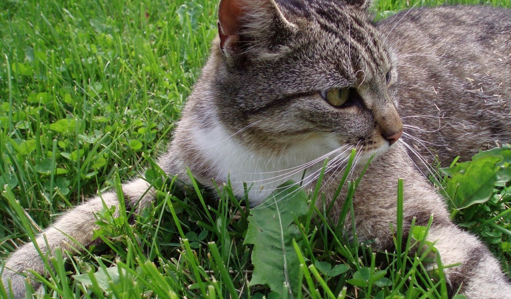 Кошка обнимает землю