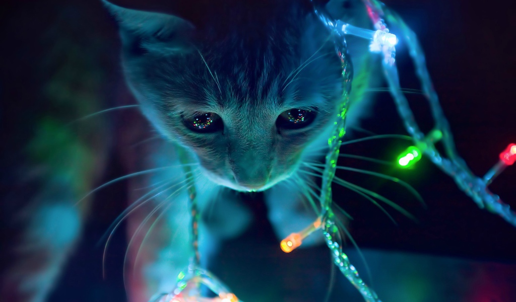 Кот в новогодней гирлянде