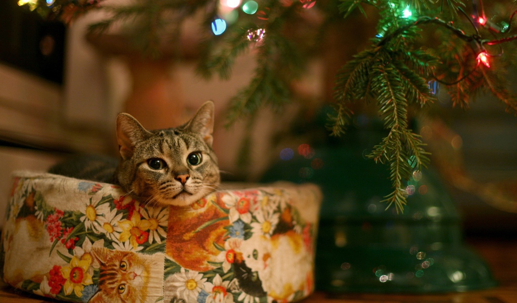 Кот в качестве новогоднего подарка