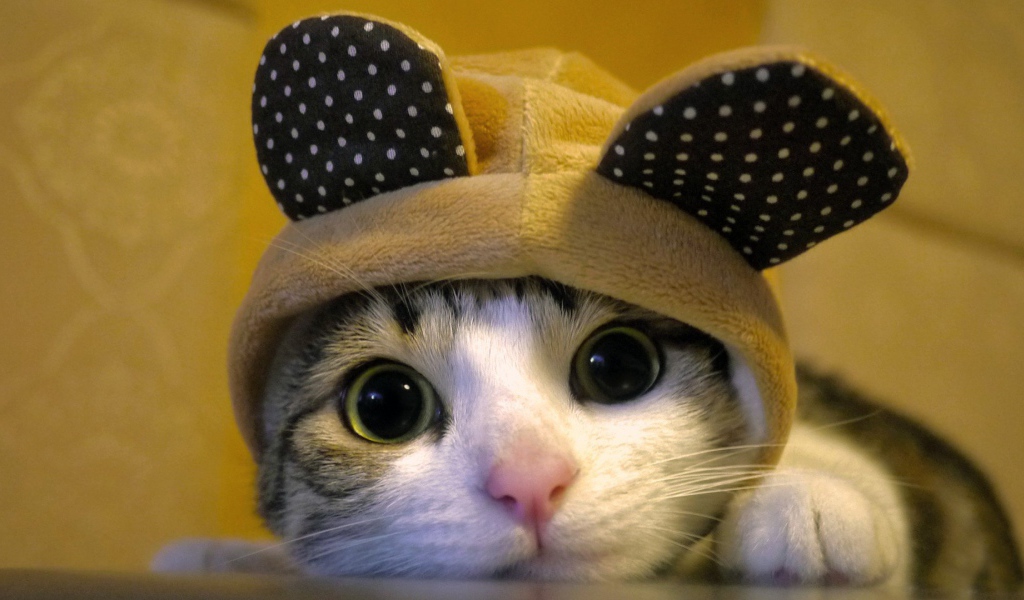 Кот в костюме с ушами