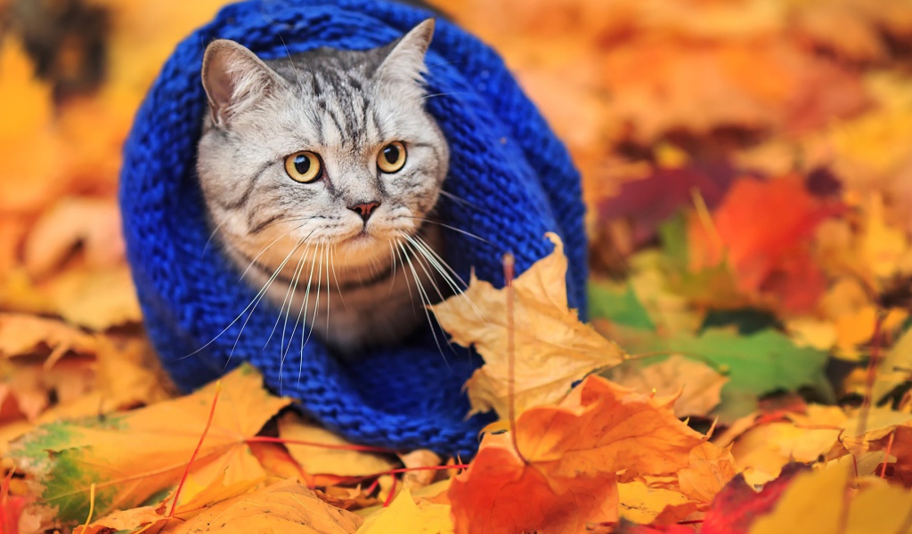 Кот в теплом шарфе на осенней листве