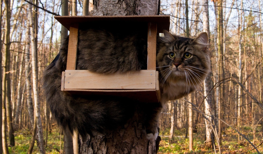 Кот ждет птичек