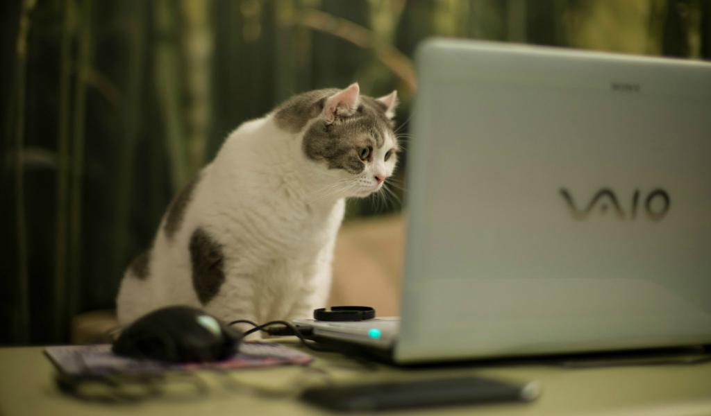 Кот смотрит на экран ноутбука