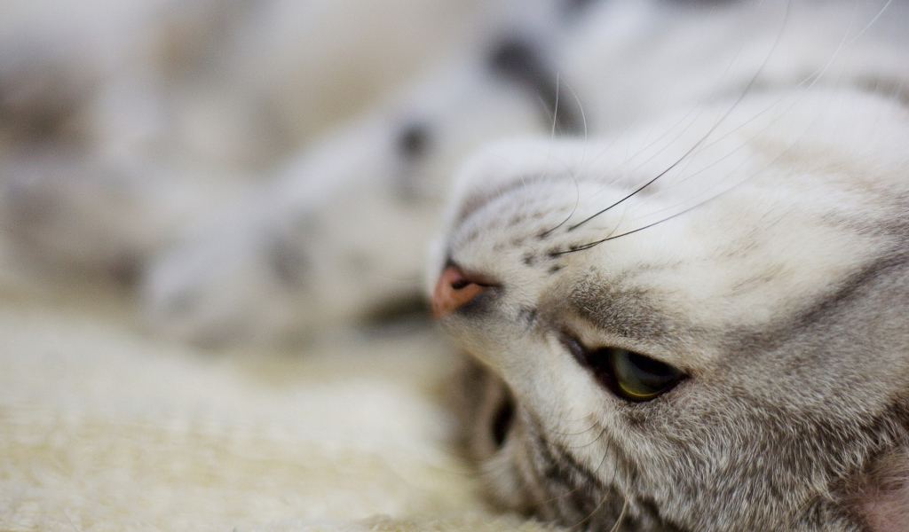 Кот нежится на ковре