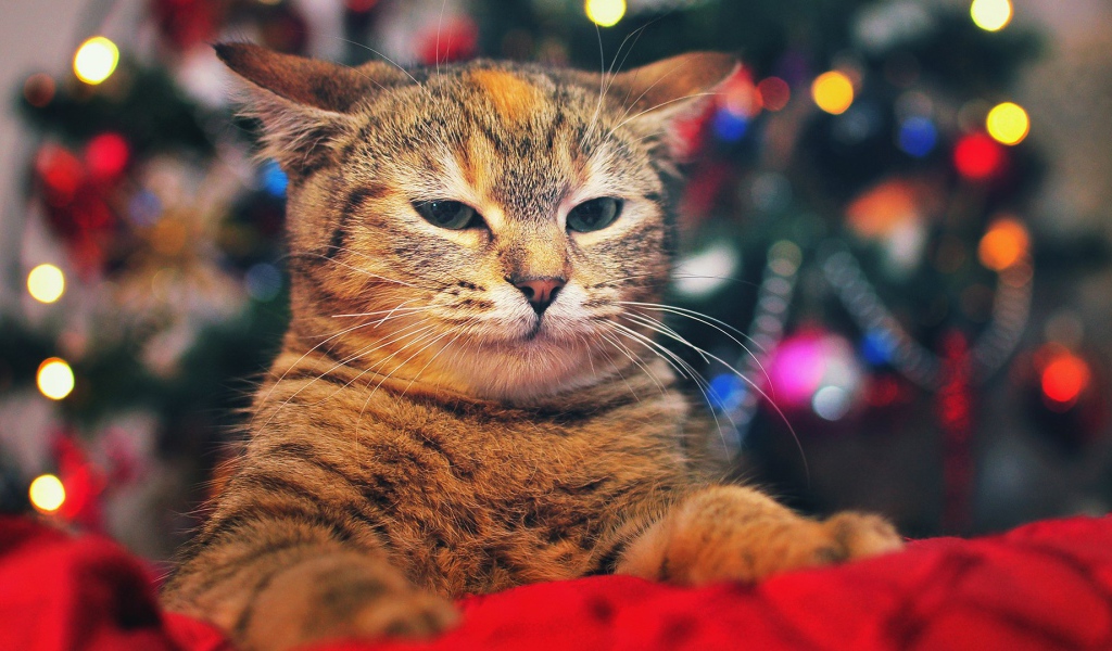 Кот на фоне елки