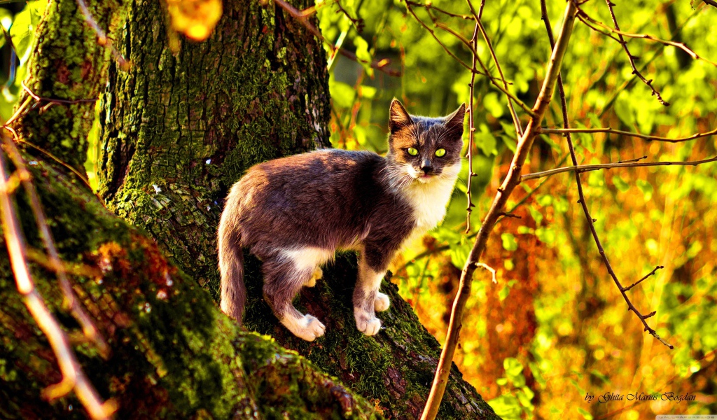 Кот на поросшем мхом дереве