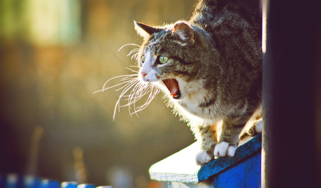 Кот широко разинул пасть