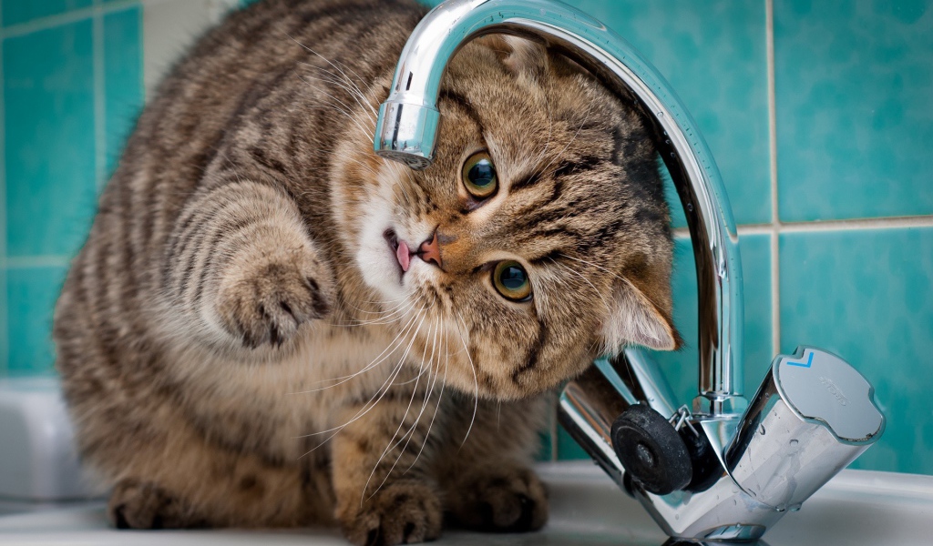 Кот ловит лапой капли из крана