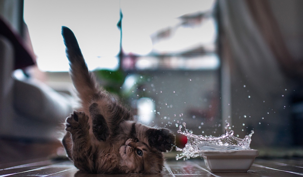 Кот играет с водой лежа на спине