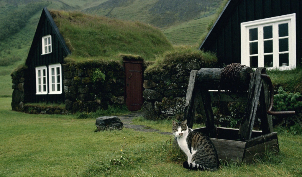 Кот сидит у колодца