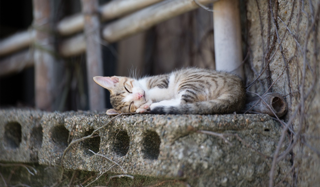 Кот спит на бетонной плите