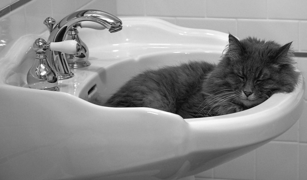 Кот мирно спит в раковине