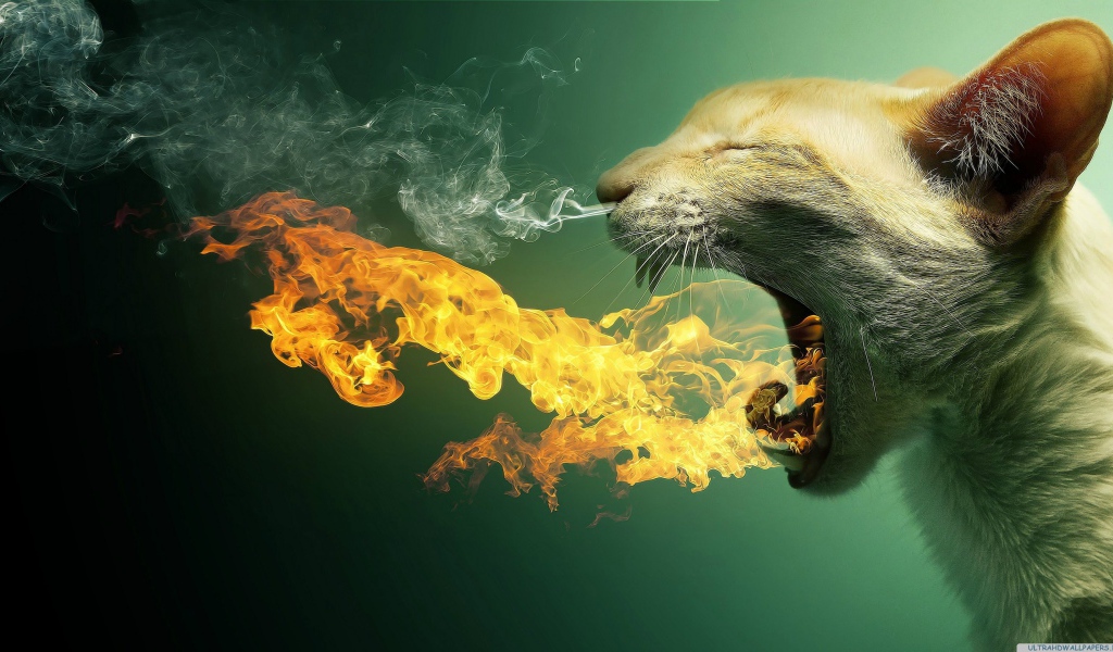 Кот изрыгает пламя