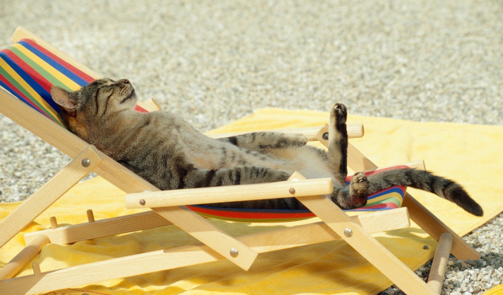 Кот загорает на пляже