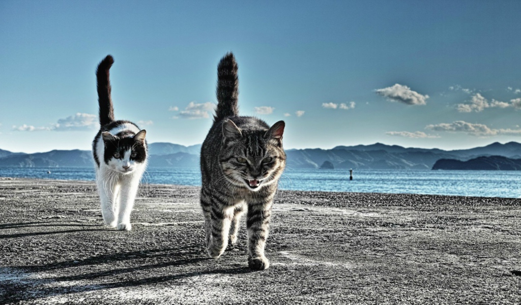 Коты готовы к драке