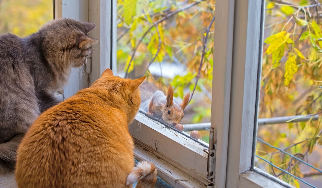 Коты знакомятся с белкой
