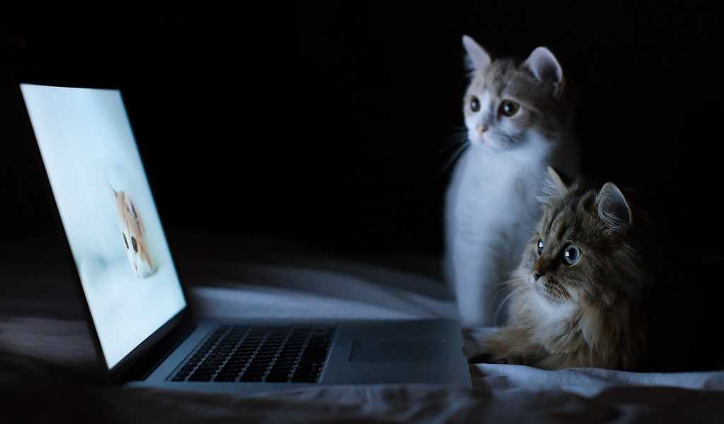 Коты смотрят фотографии