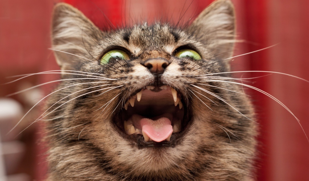 Безумный кот на красном фоне
