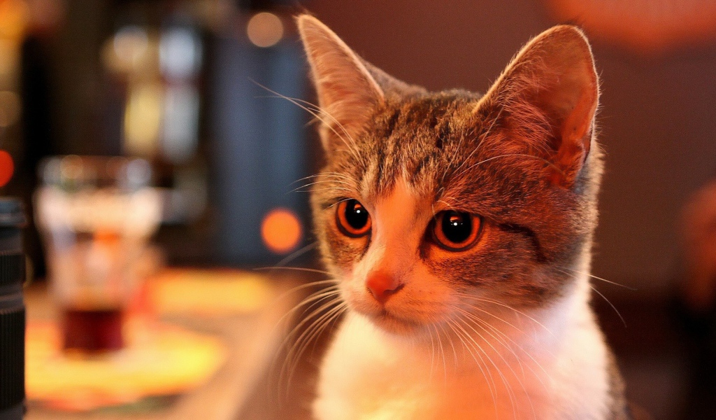 Милая домашняя кошка