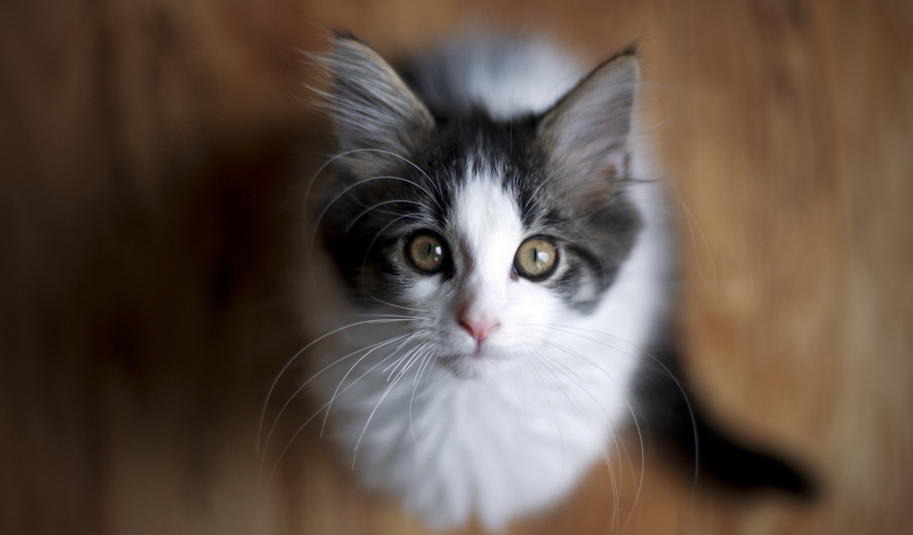 Милый котенок смотрит вверх