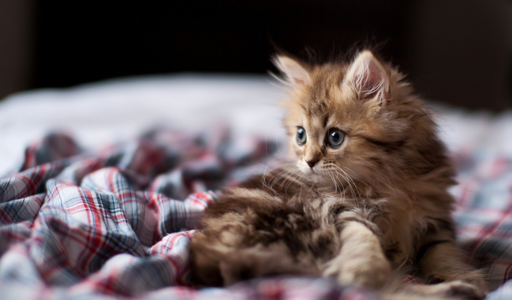 Взлохмаченный котенок в постели