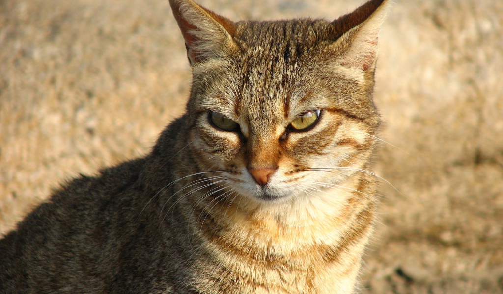 Недовольный большой кот