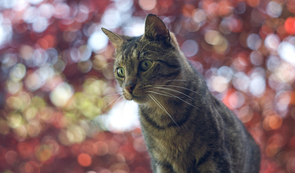 Домашний кот на фоне размытых огней