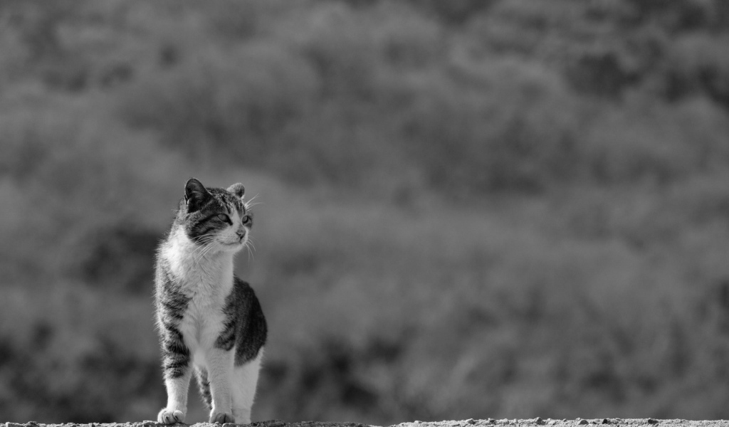 Домашний кот на сером фоне