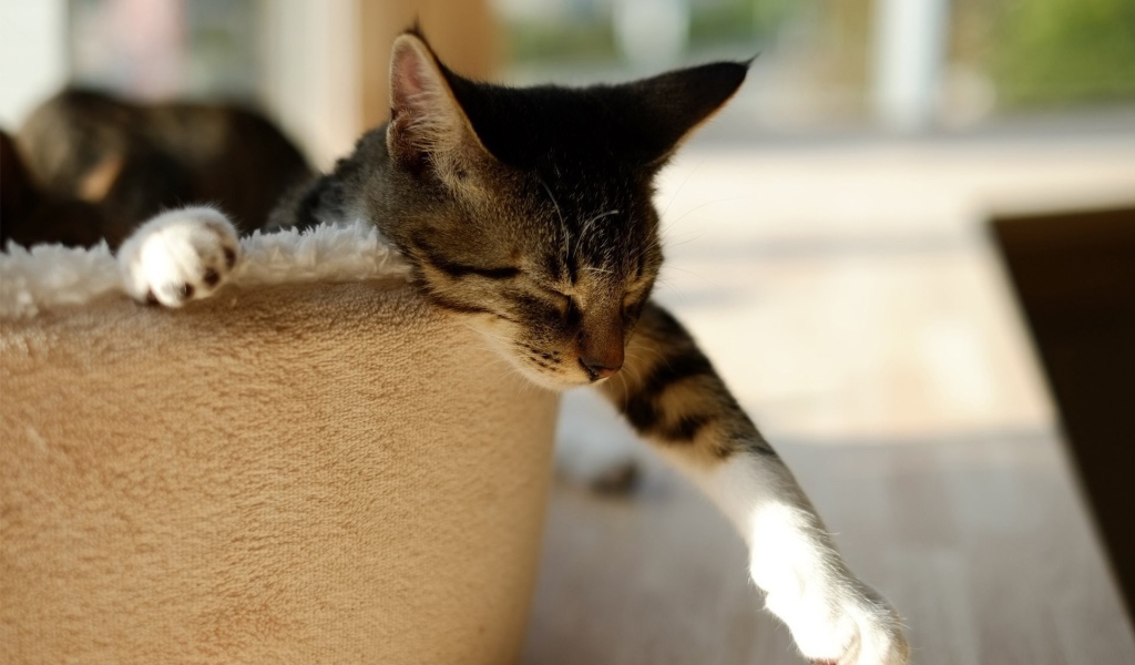 Домашний кот спит в корзине