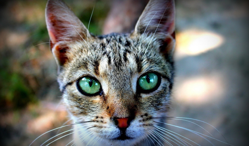 Выразительные зеленые глаза у кошки