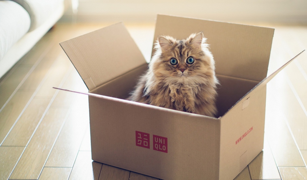 Пушистый кот в картонной коробке