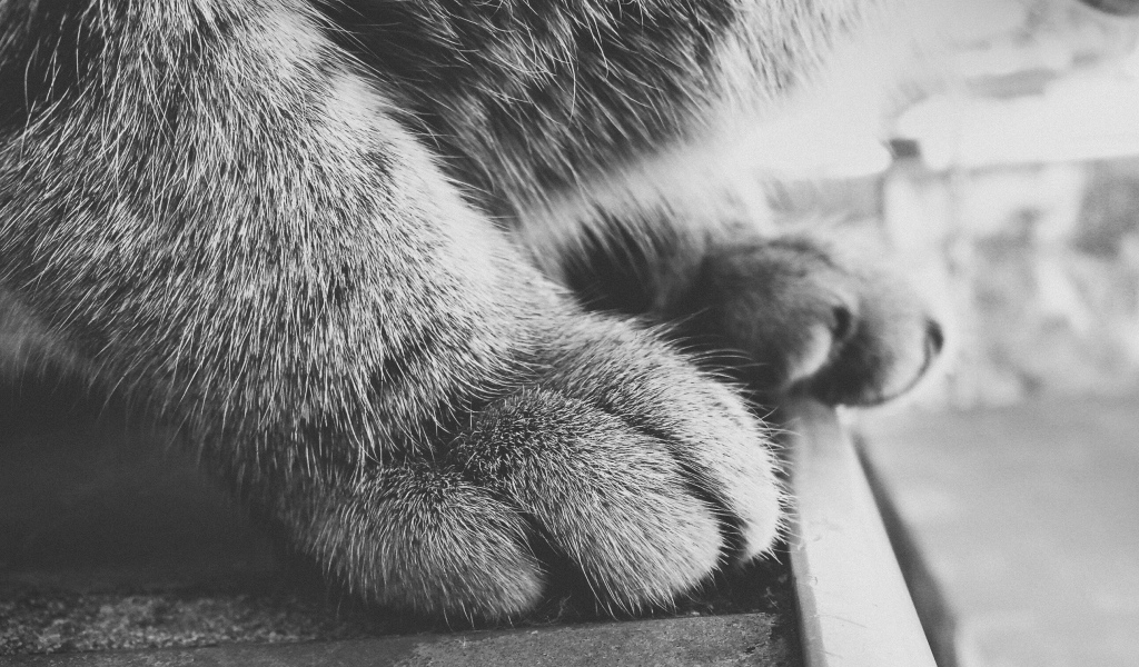 Пушистые кошачьи лапки