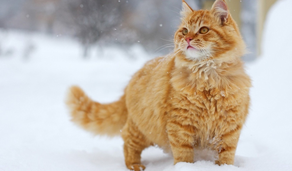 Пушистый рыжий кот на снегу
