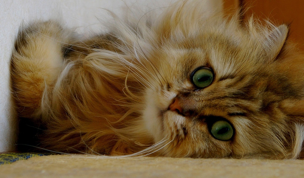 Пушистый зеленоглазый котенок