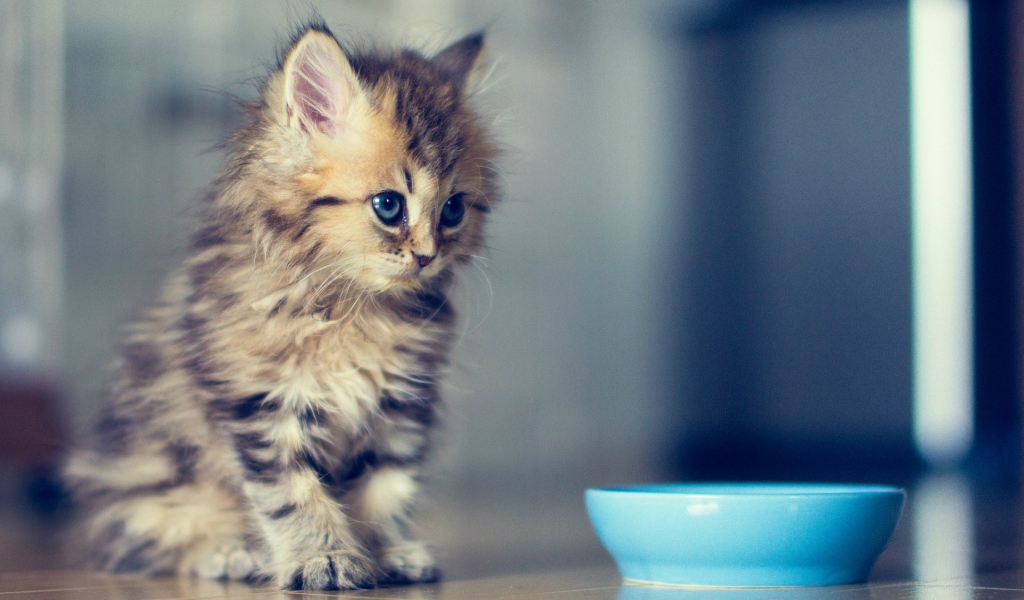 Пушистый котенок у мисочки