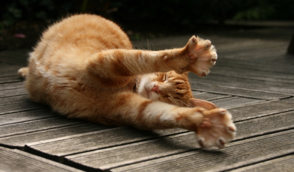 Рыжий кот потягивается на полу