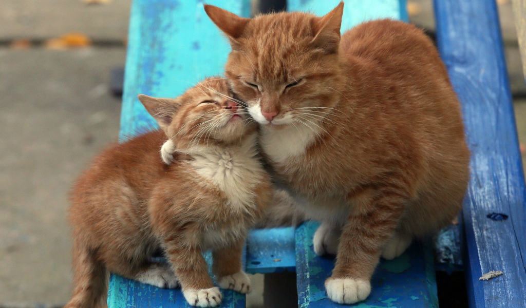 Рыжий котенок с мамой