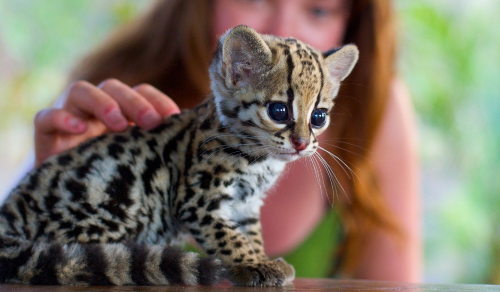 Девушка гладит котенка оцелота